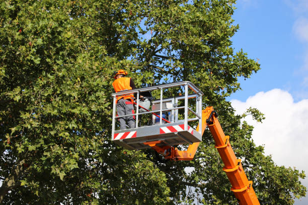 Reliable Florida, NY Tree Removal Solutions