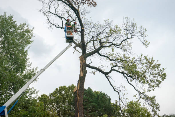 Best Tree Maintenance Programs  in Florida, NY