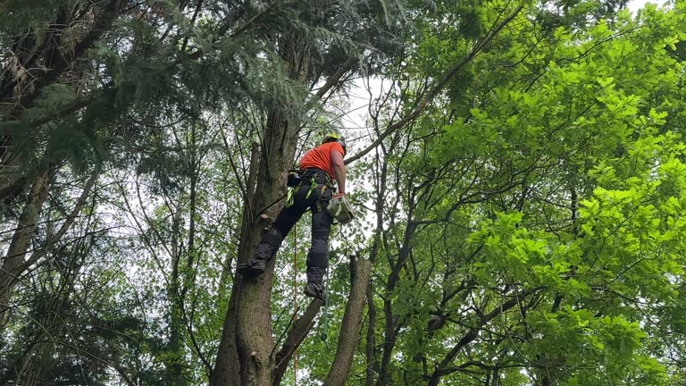  Florida, NY Tree Removal Pros