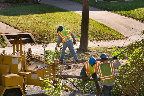 Best Tree Maintenance Programs  in Florida, NY