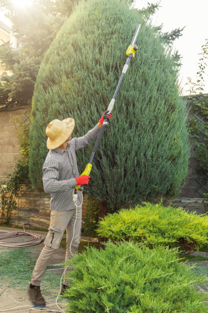 Best Tree Removal  in Florida, NY
